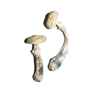 Buy Avery’s Albino Magic Mushrooms Online