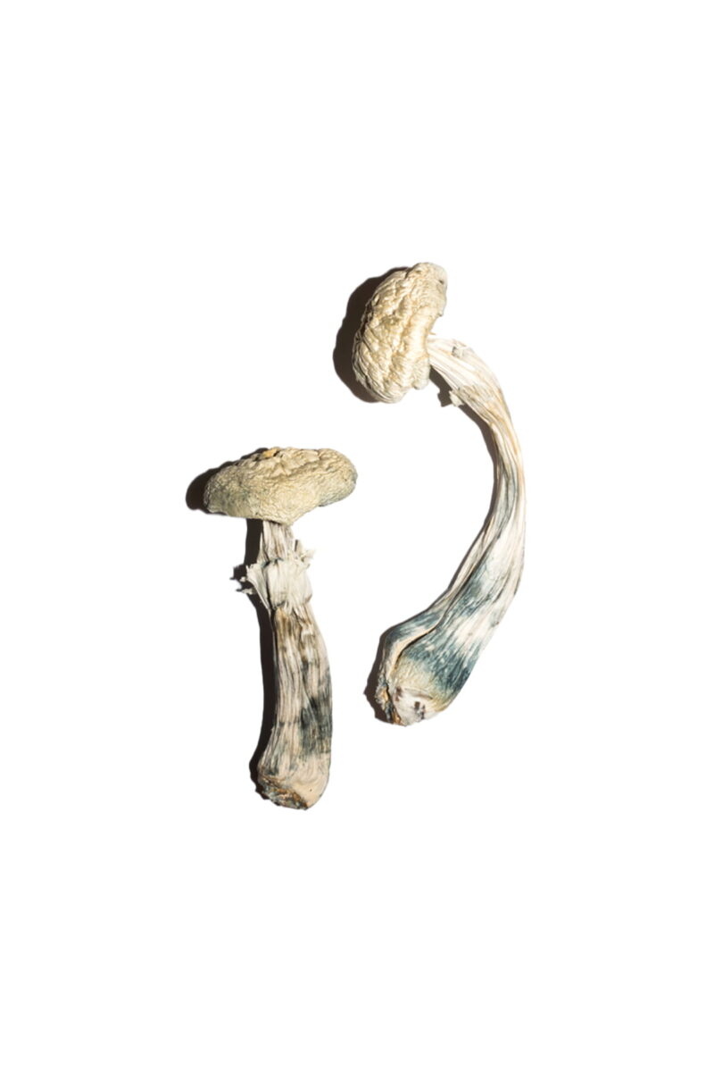 Buy Avery’s Albino Magic Mushrooms Online