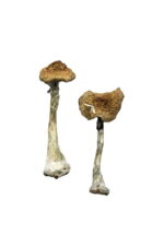 Buy A+ Magic Mushrooms Online