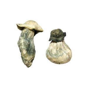 Buy Albino Penis Envy Magic Mushrooms Online