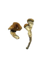 Buy Amazonian Magic Mushrooms Online