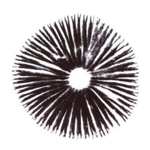 Buy Ecuador Psilocybe Cubensis Spore Print Online