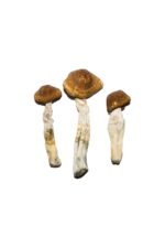 Buy Featured Special ‘Oz’ Magic Mushrooms (28 grams) Online