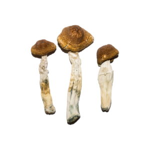 Buy Featured Special ‘Oz’ Magic Mushrooms (28 grams) Online