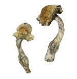 Buy Gorlin Magic Mushrooms Online