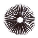 Buy Magic Mushroom spore print | A-Strain Online