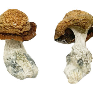 Buy Makilla Gorilla Magic Mushrooms Online