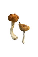Buy Malaysian Magic Mushrooms Online