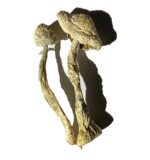 Buy Moby Dick Magic Mushrooms Online