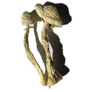 Buy Moby Dick Magic Mushrooms Online