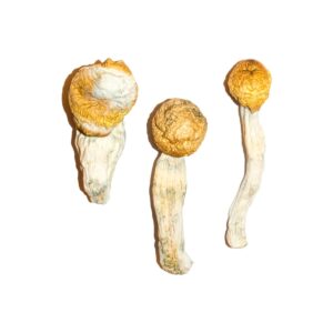 Buy Penis Envy Magic Mushrooms Online