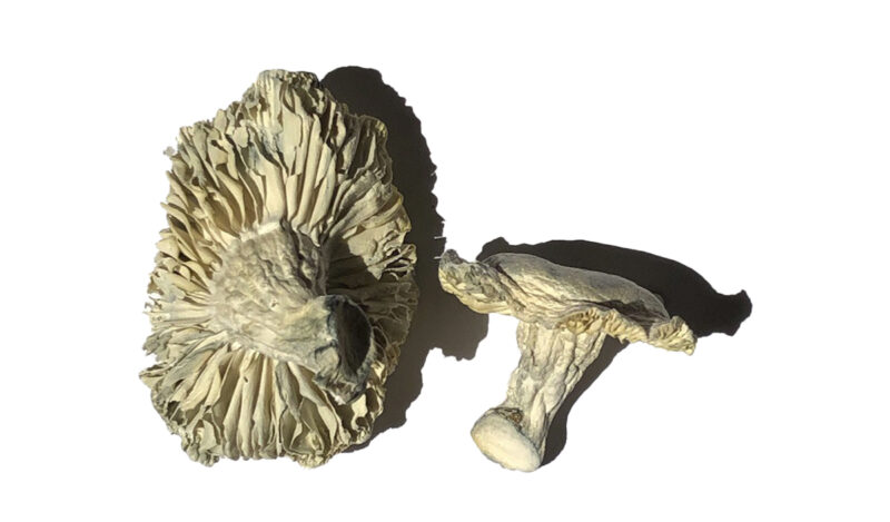 Buy Phobos Magic Mushrooms Online