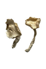 Buy Stakz Magic Mushrooms Online