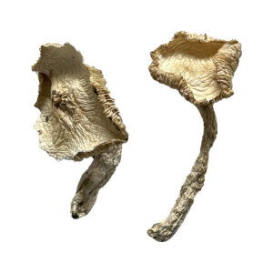 Buy Stakz Magic Mushrooms Online