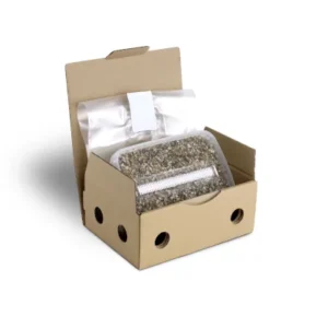 Buy Sterile Magic Mushroom substrate for p. Cubensis Extra Large online