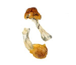 Buy Texas Orange Cap Magic Mushrooms Onine