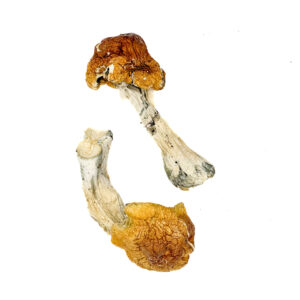 Buy Texas Orange Cap Magic Mushrooms Onine