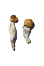 Buy Trans Envy Magic Mushrooms Online