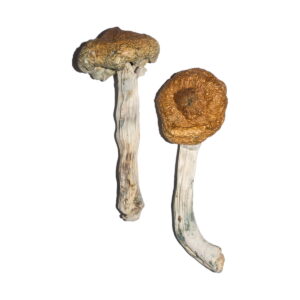 Buy Vietnamese Magic Mushrooms Online