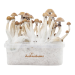 Fresh Mushrooms® Magic Mushroom Grow Kit Mexican XP