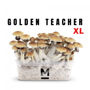 Magic Mushroom Grow Kit Golden Teacher XL by Mondo®