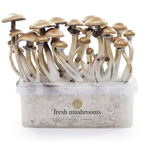 Magic mushroom grow kit Golden Teacher XP by FreshMushrooms®