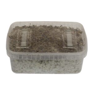 McKennaii Magic mushrooms grow kit GetMagic