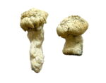 Shakti (Albino Malabar) Magic Mushrooms